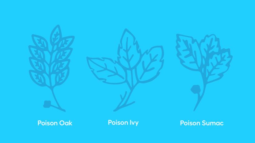 Poison ivy vs. poison oak vs. poison sumac illustration