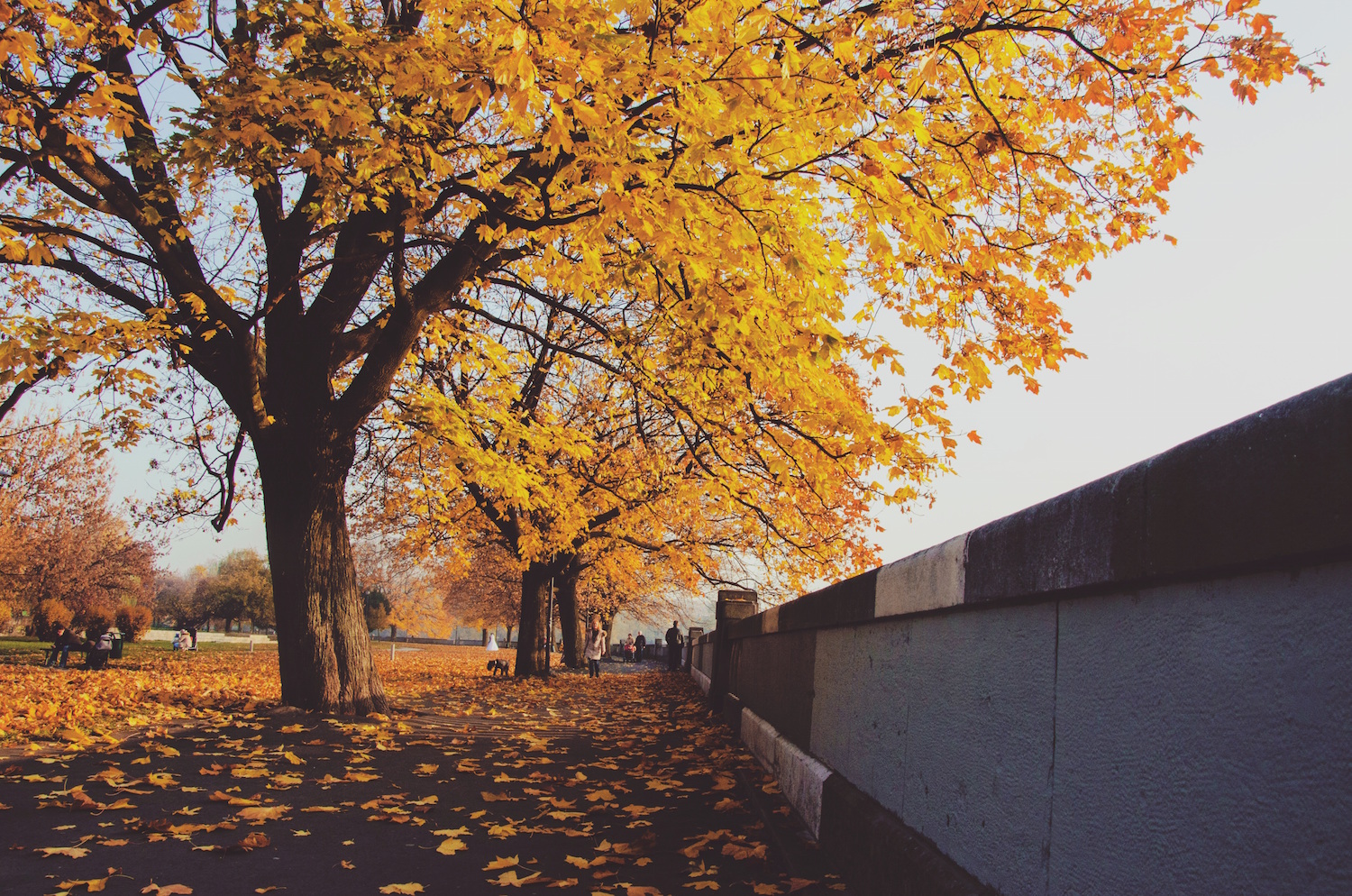 Autumn leaves