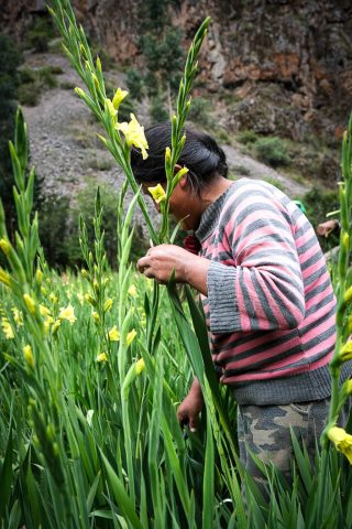 Side view of a person in Peru standing amidst high grasses - photo by Larissa Rolley, photography course creator at Wanderful