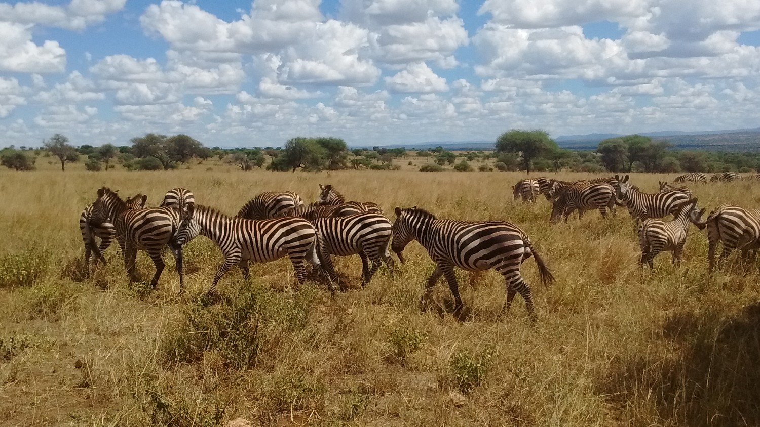 Zebras seen on safari with Memorable Safaris out of Arusha Tanzania