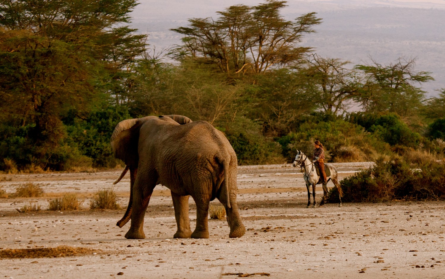 Viewing an elephant at close range via horse safari in Tanzania